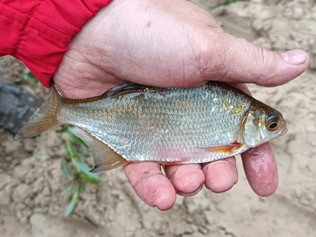 Abramis bjoerkna
