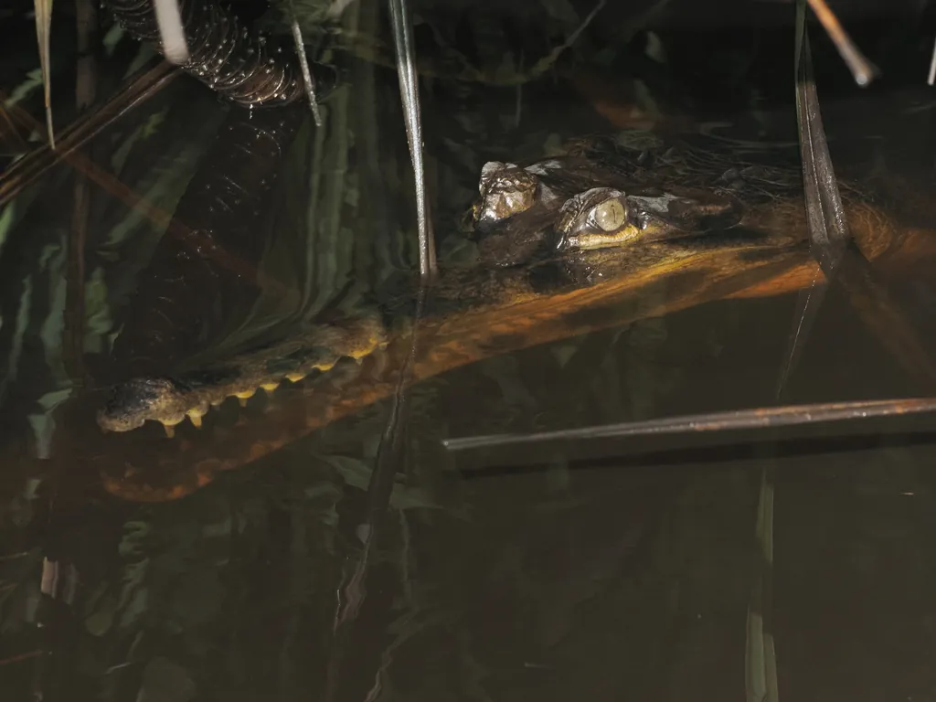 Gavial-da-malásia
