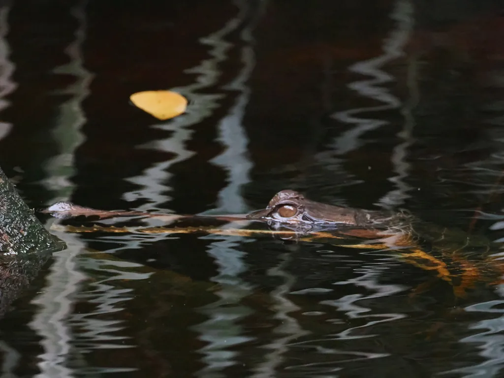 Gavial-da-malásia