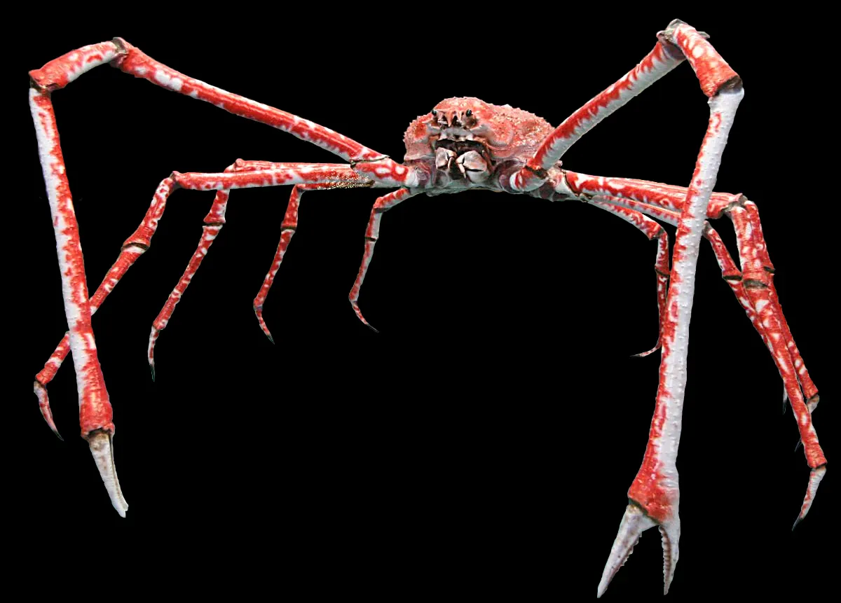 Caranguejo-aranha-gigante