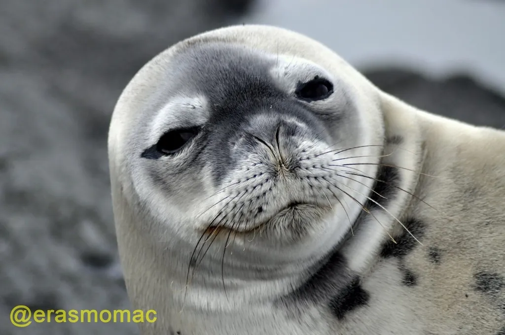 Foca-de-weddell