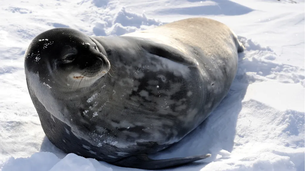 Foca-de-weddell