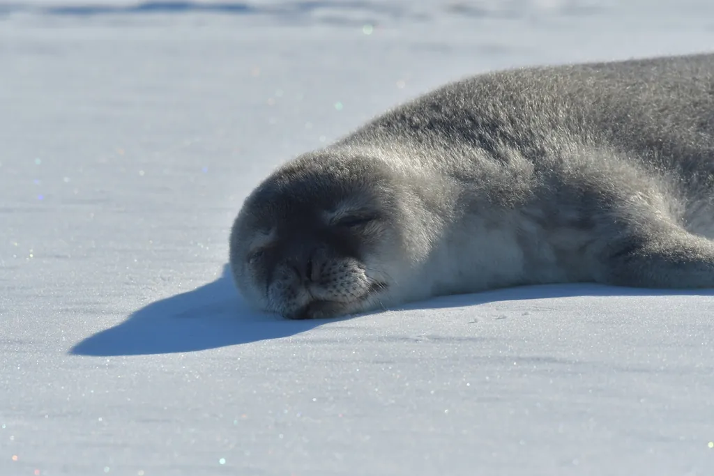Foca-de-weddell