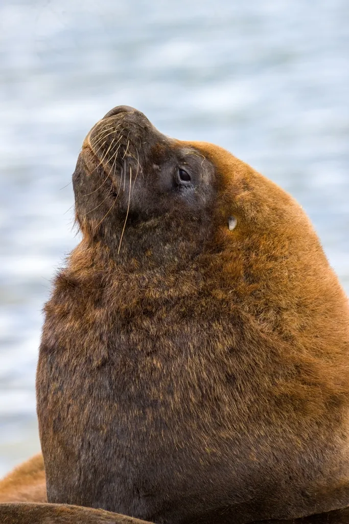 Leão-marinho-da-patagônia