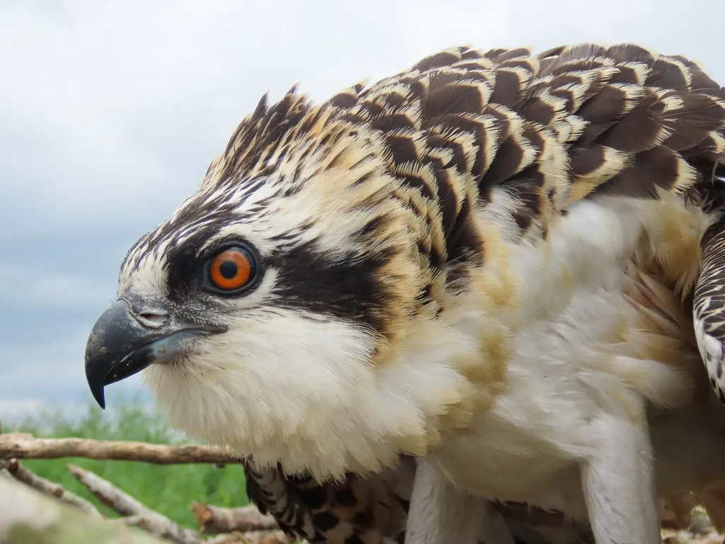 Pandion haliaetus