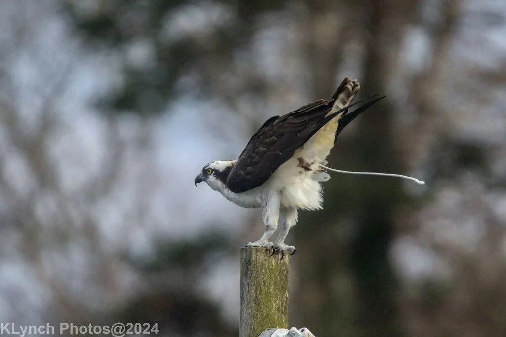 Pandion haliaetus