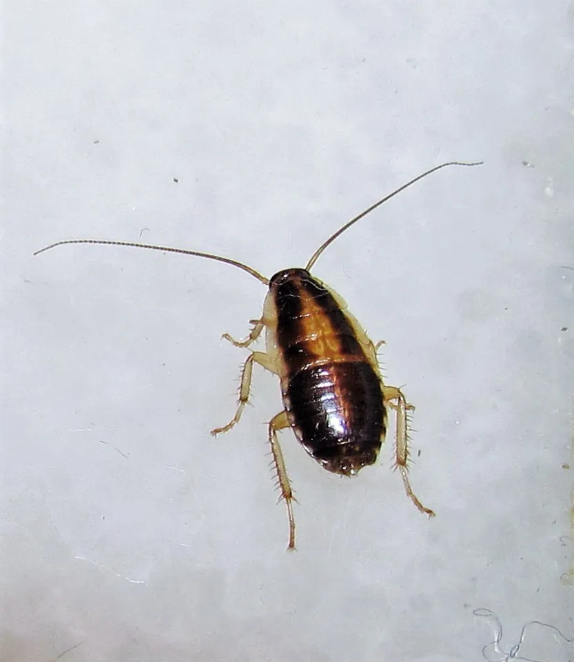 Baratinha