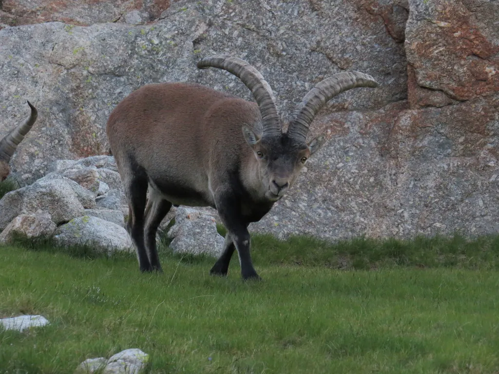 Cabra do Gerês
