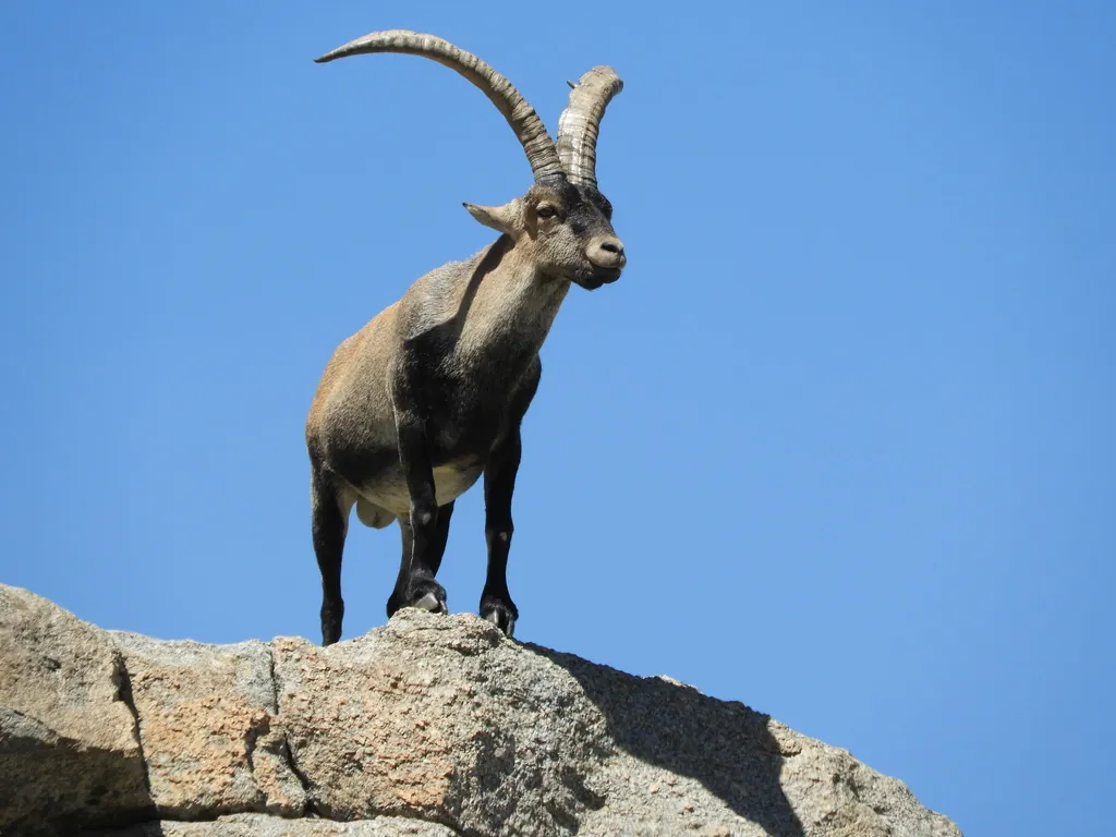 Cabra do Gerês