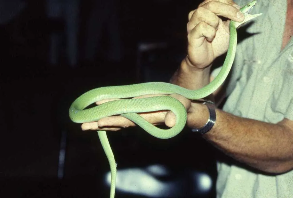 Mamba-verde-oriental