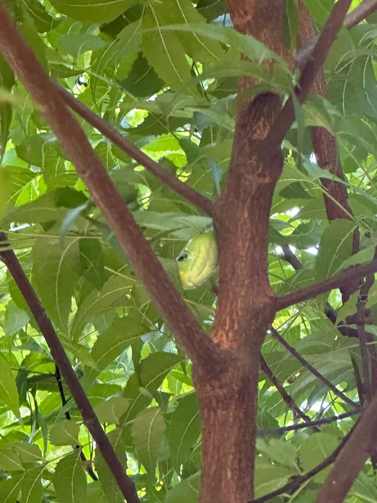 Mamba-verde-oriental