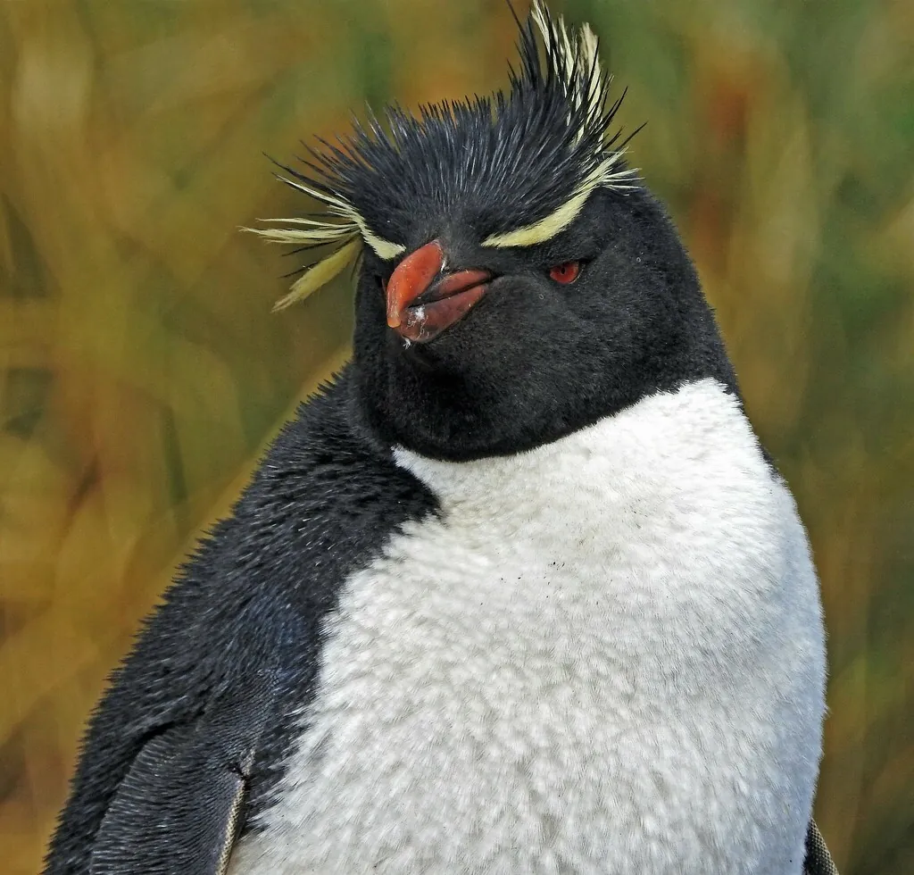 Pinguim-de-penacho-amarelo