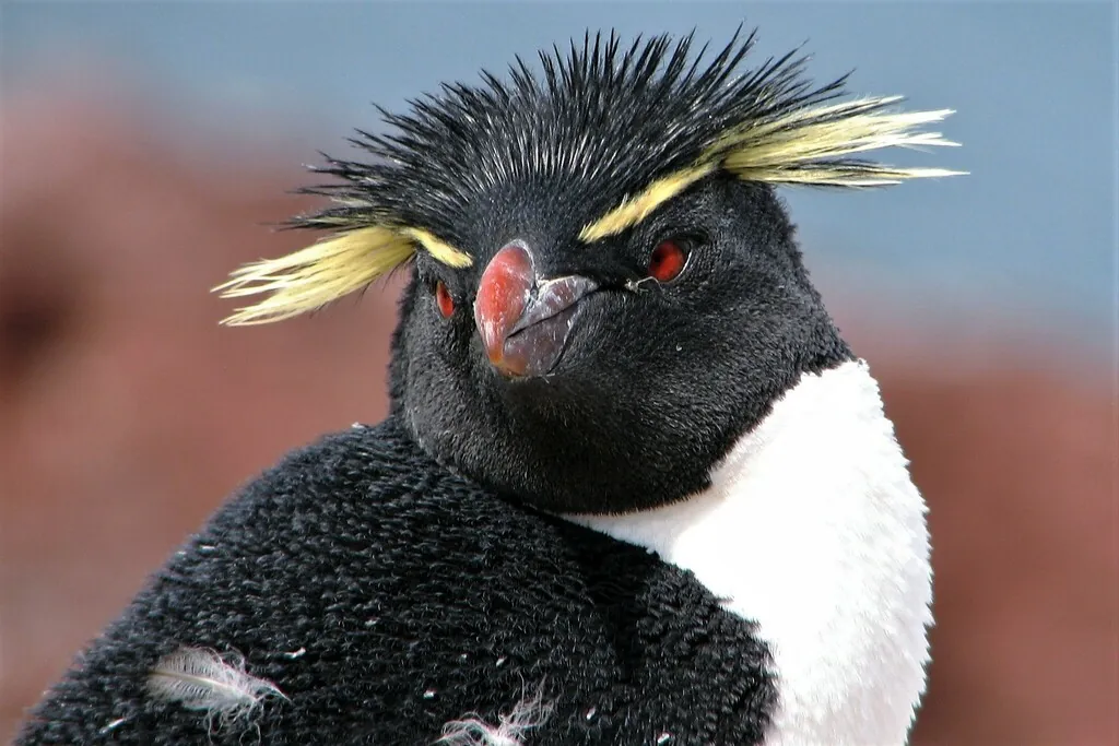pinguim-de-penacho-amarelo