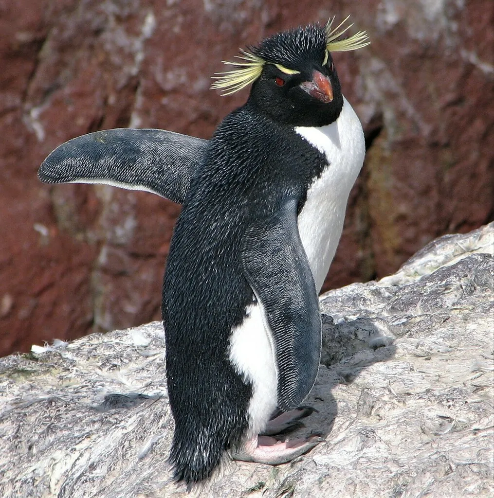 pinguim-de-penacho-amarelo