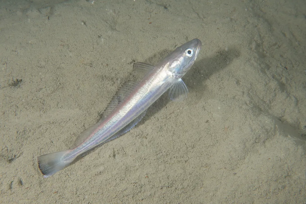 Merluccius merluccius