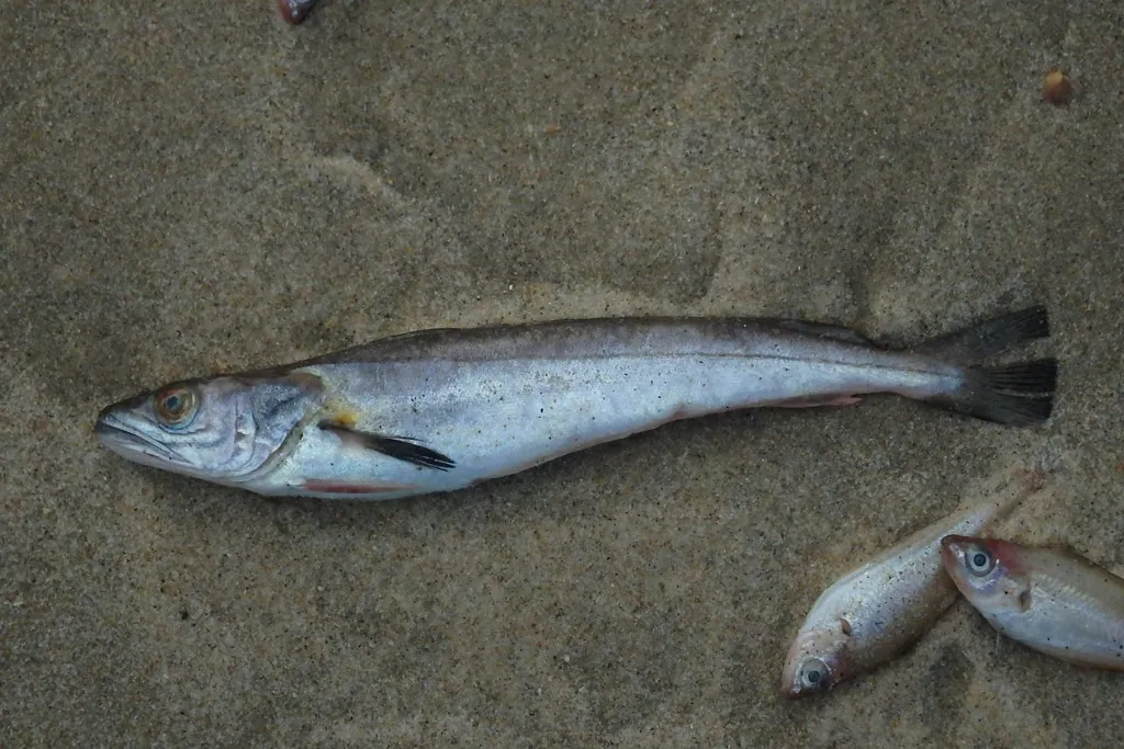 Merluccius merluccius