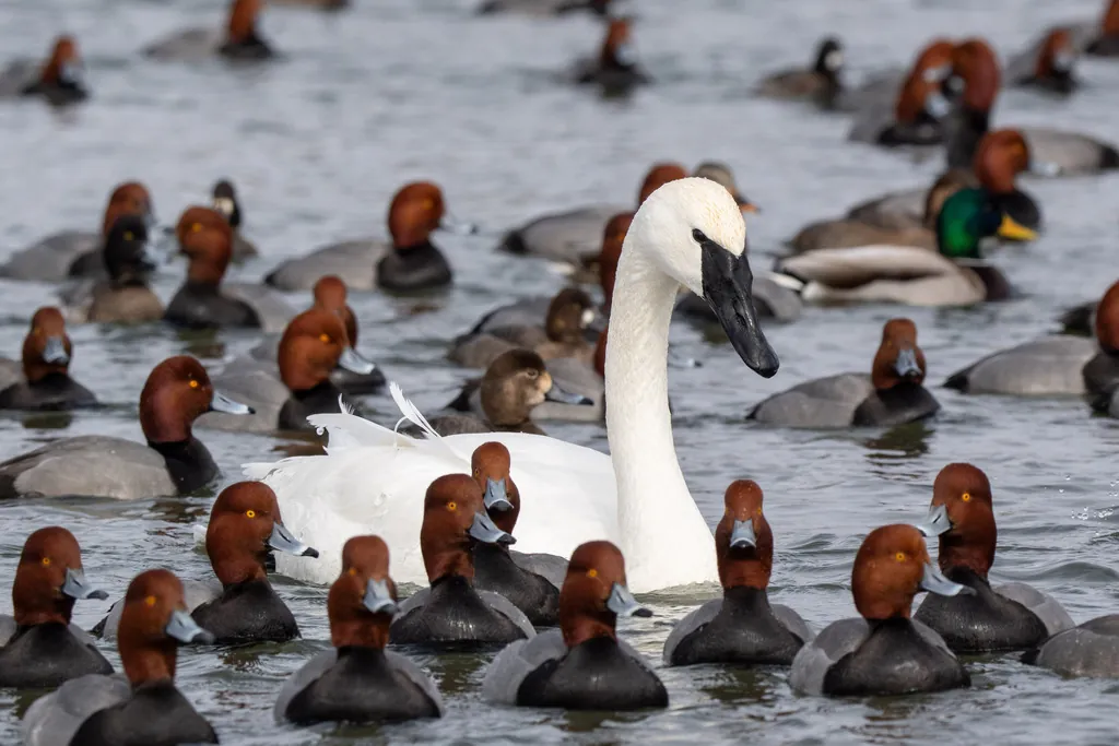 Cisne-trombeteiro