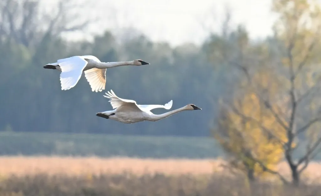 cisne-trombeteiro