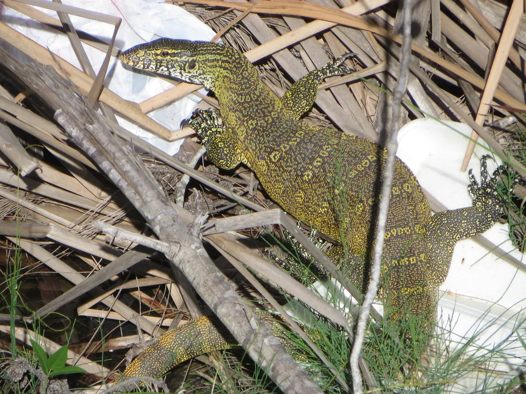 Lagarto-do-nilo