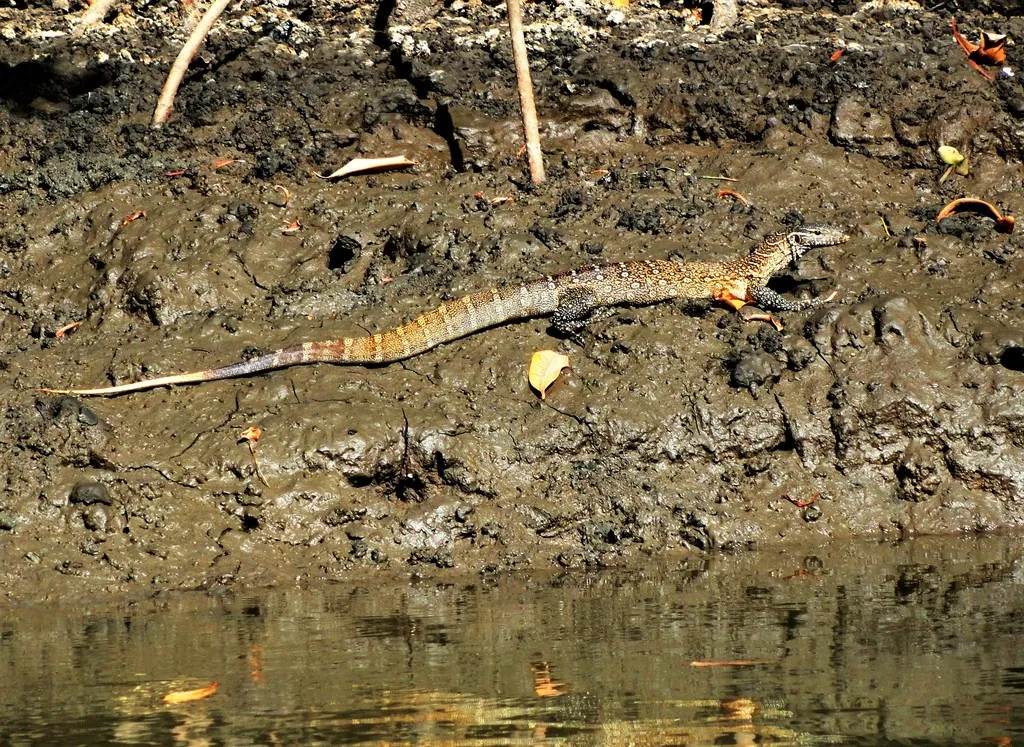 Lagarto-do-nilo