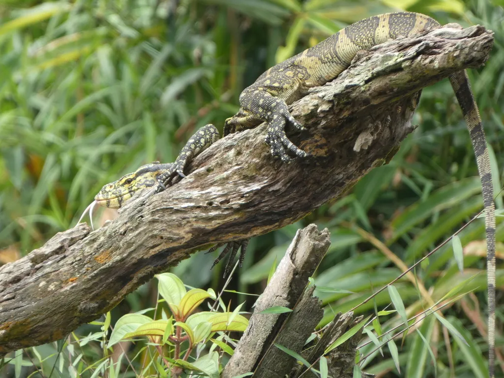 Lagarto-do-nilo