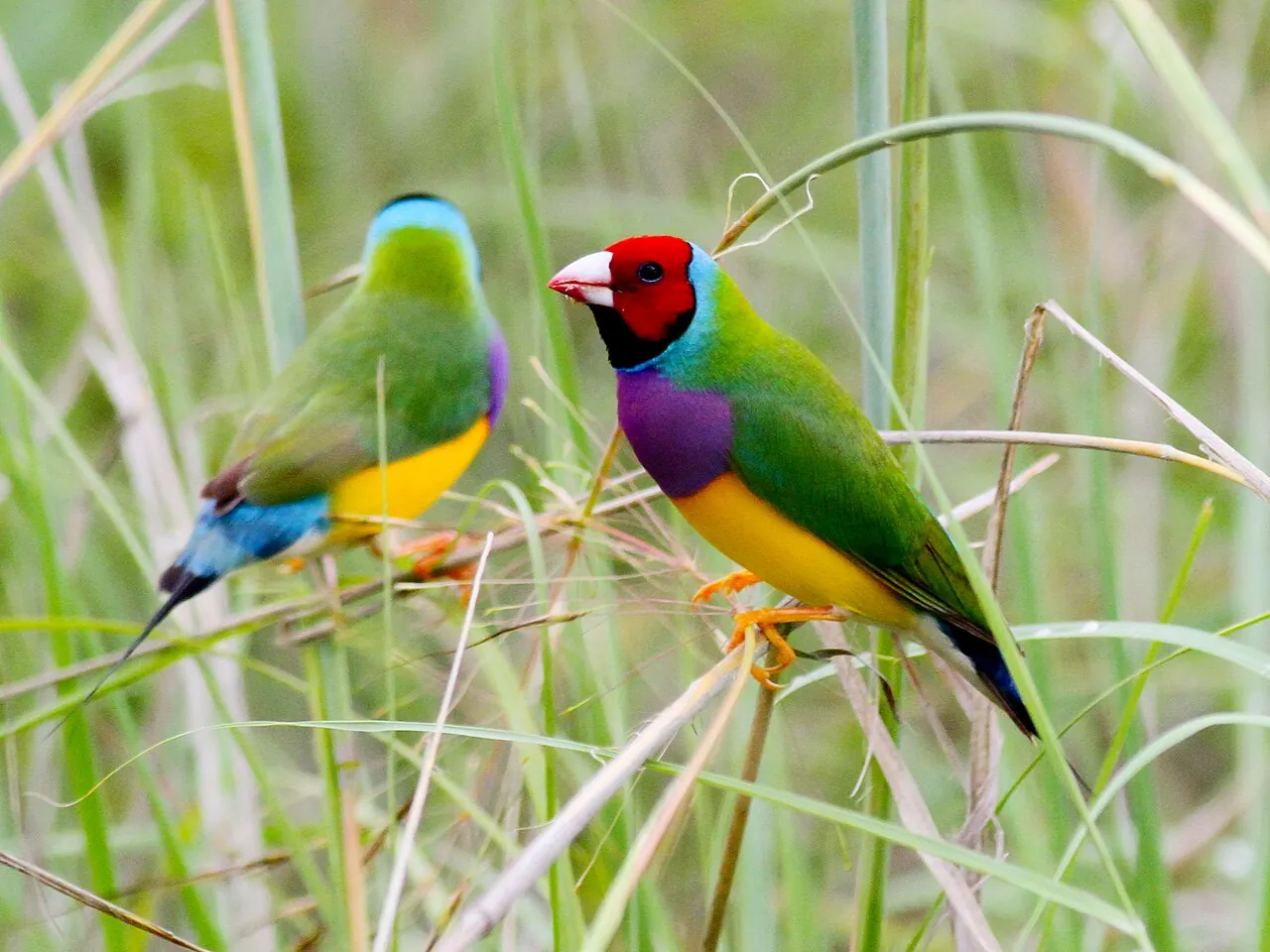 Diamante-de-gould