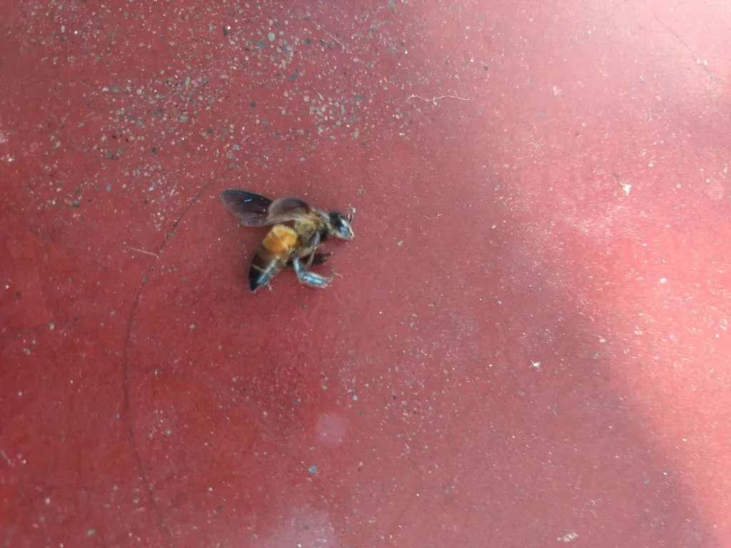 Apis dorsata