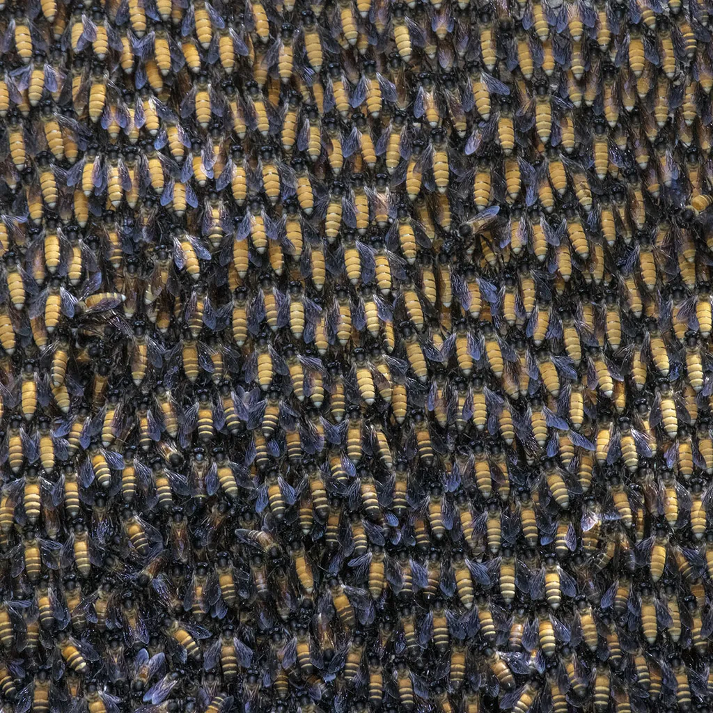 Apis dorsata