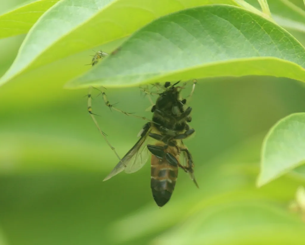 Apis dorsata