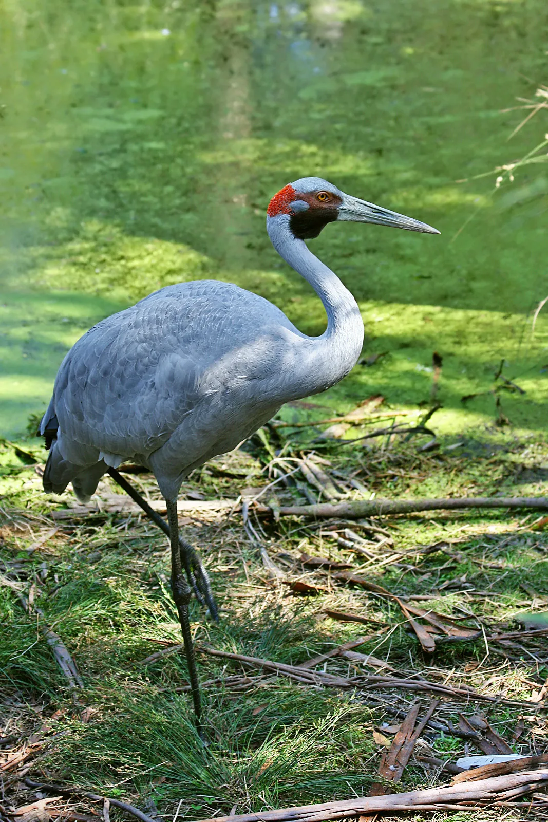 Grou-australiano