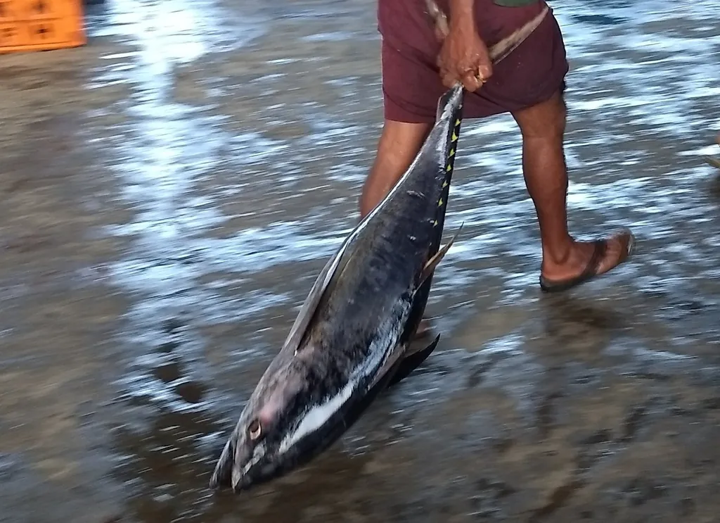 Albacora