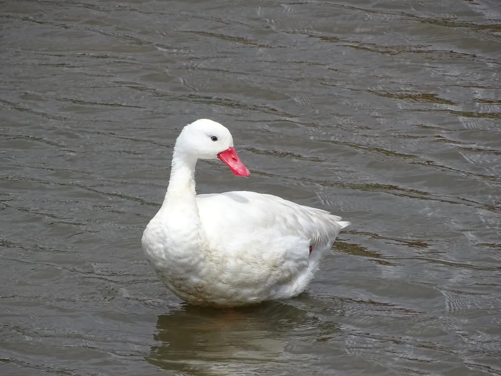 capororoca