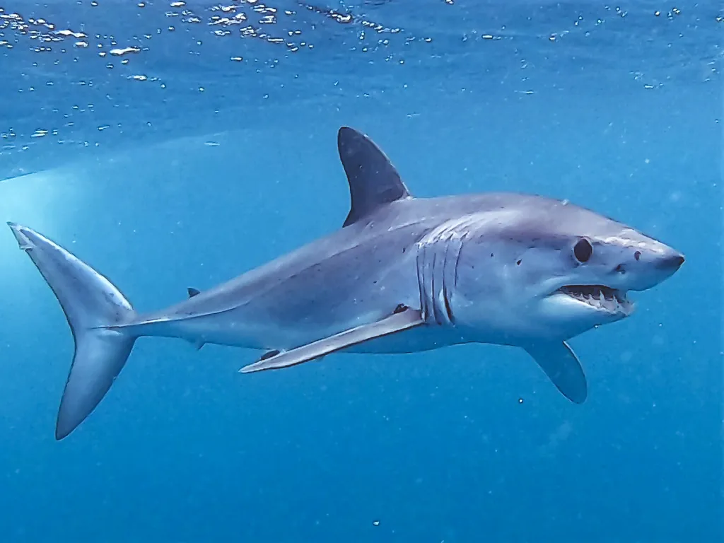 Isurus oxyrinchus