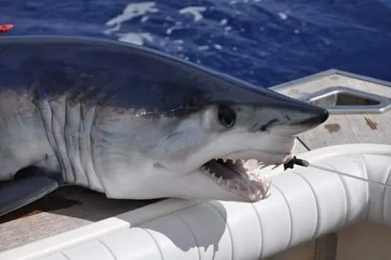 Isurus oxyrinchus