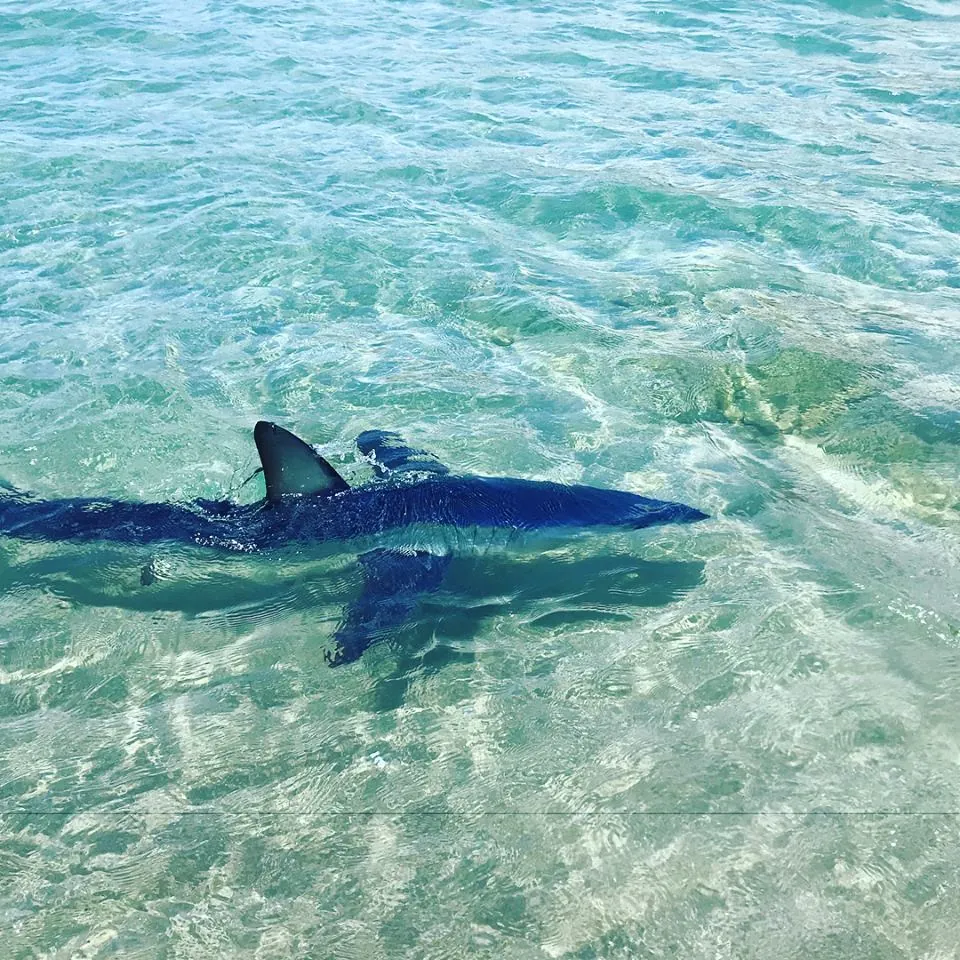 Isurus oxyrinchus