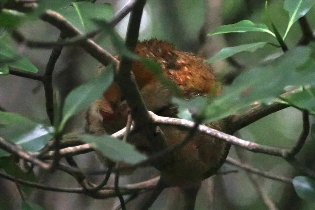 Tamanduaí