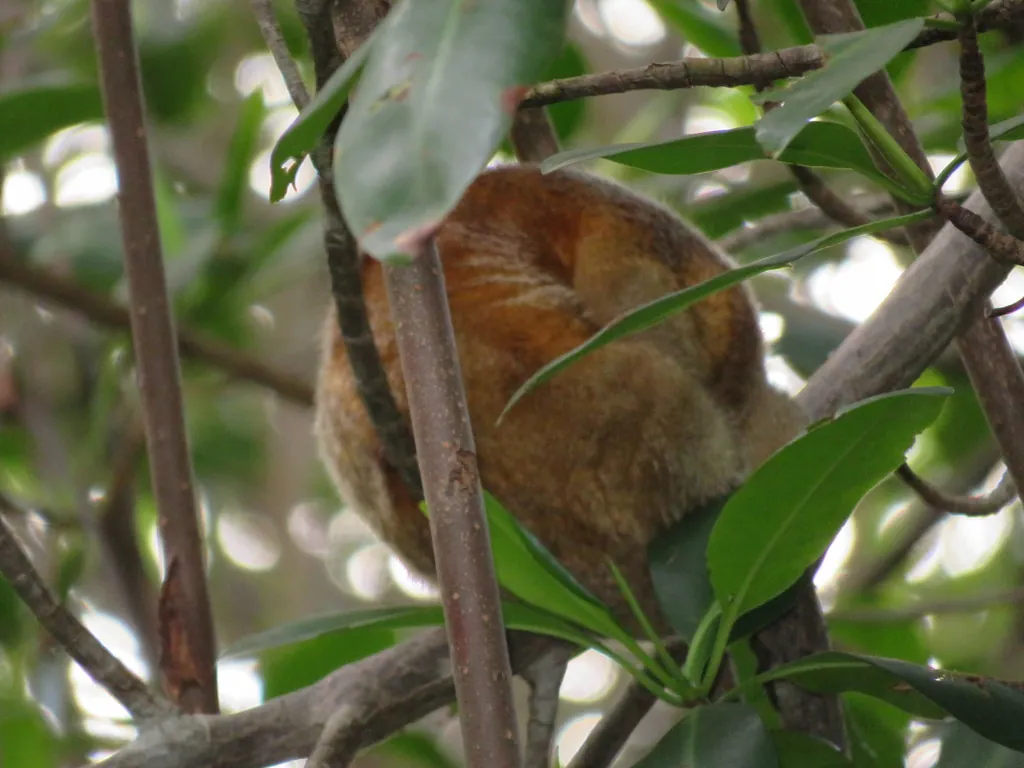 Tamanduaí