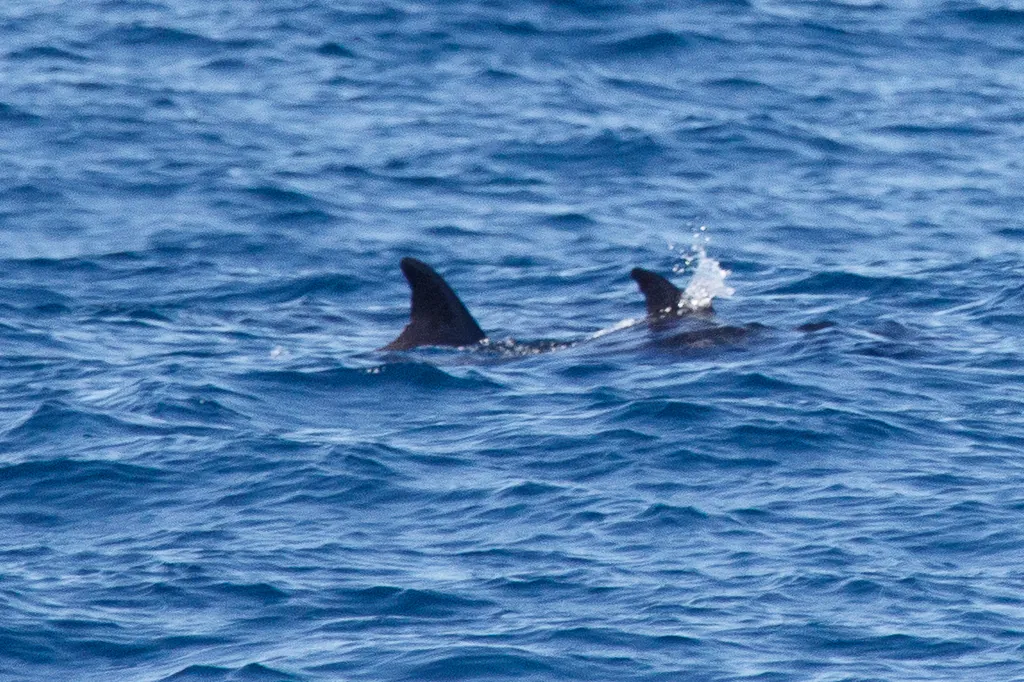 Orca-pigmeia