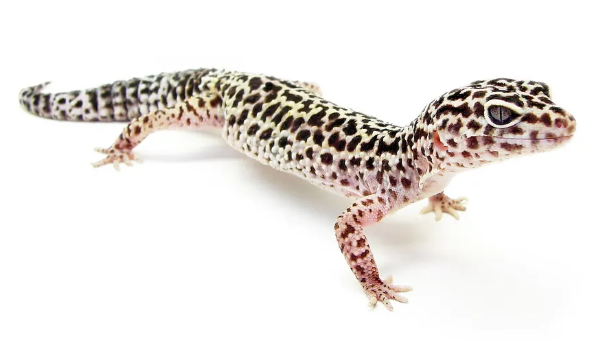 Eublepharis macularius