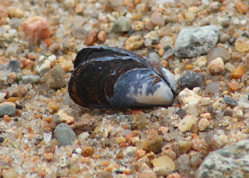 Mytilus edulis