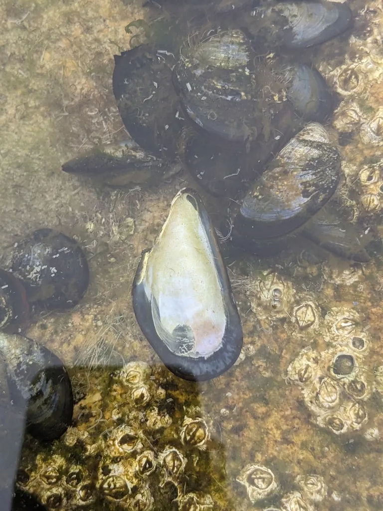 Mytilus edulis