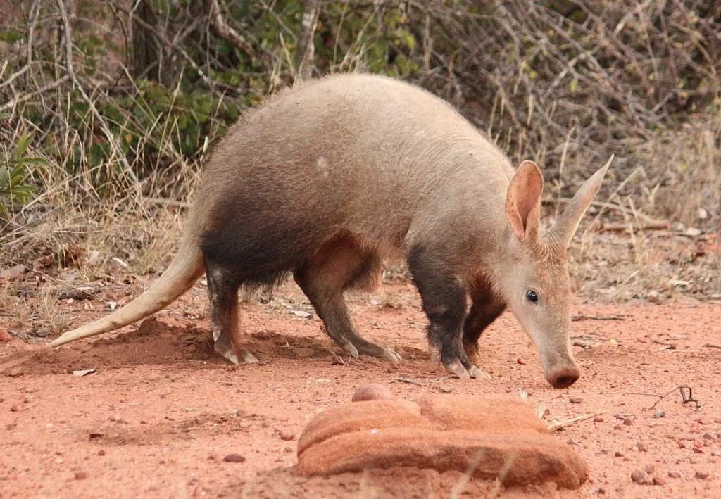 Porco-formigueiro