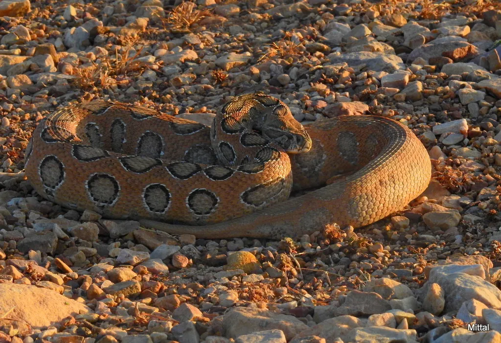 Daboia russelii