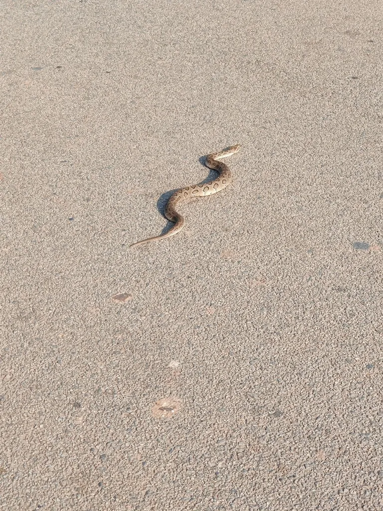 Daboia russelii