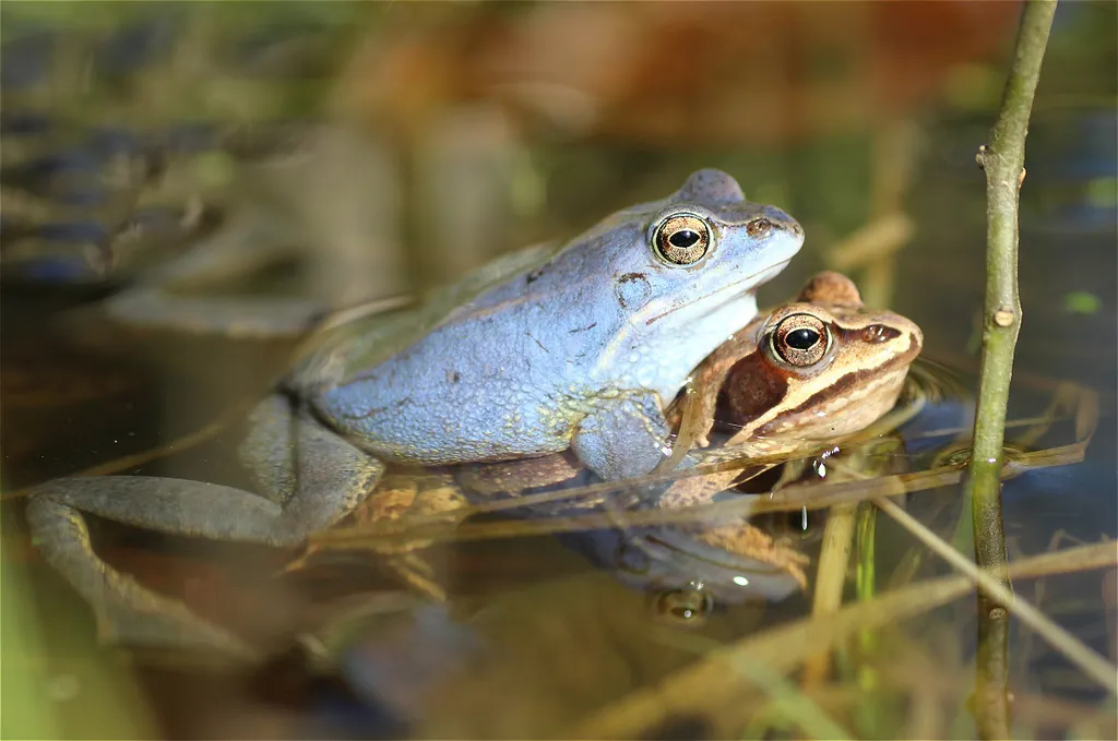 Rana arvalis