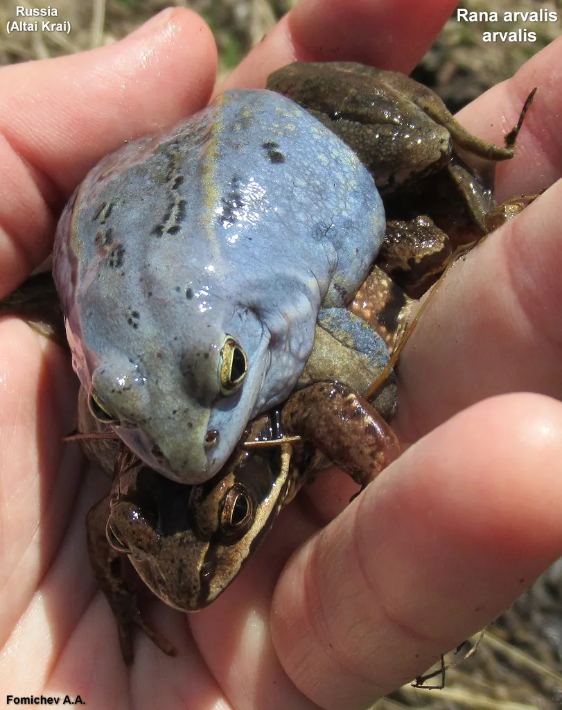 Rana arvalis