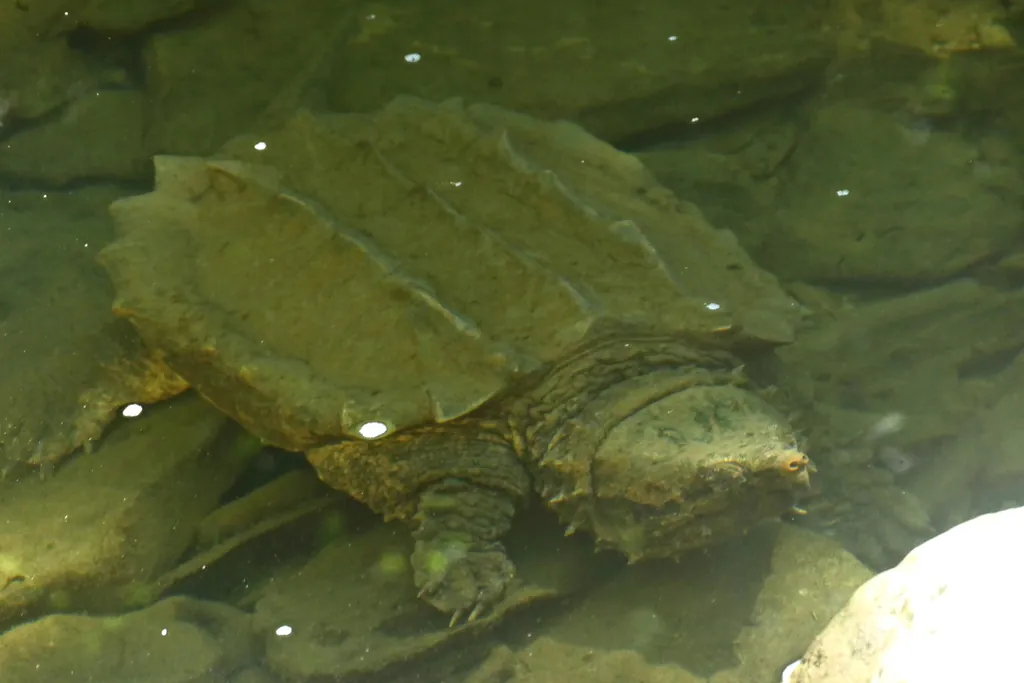 Tartaruga-aligator