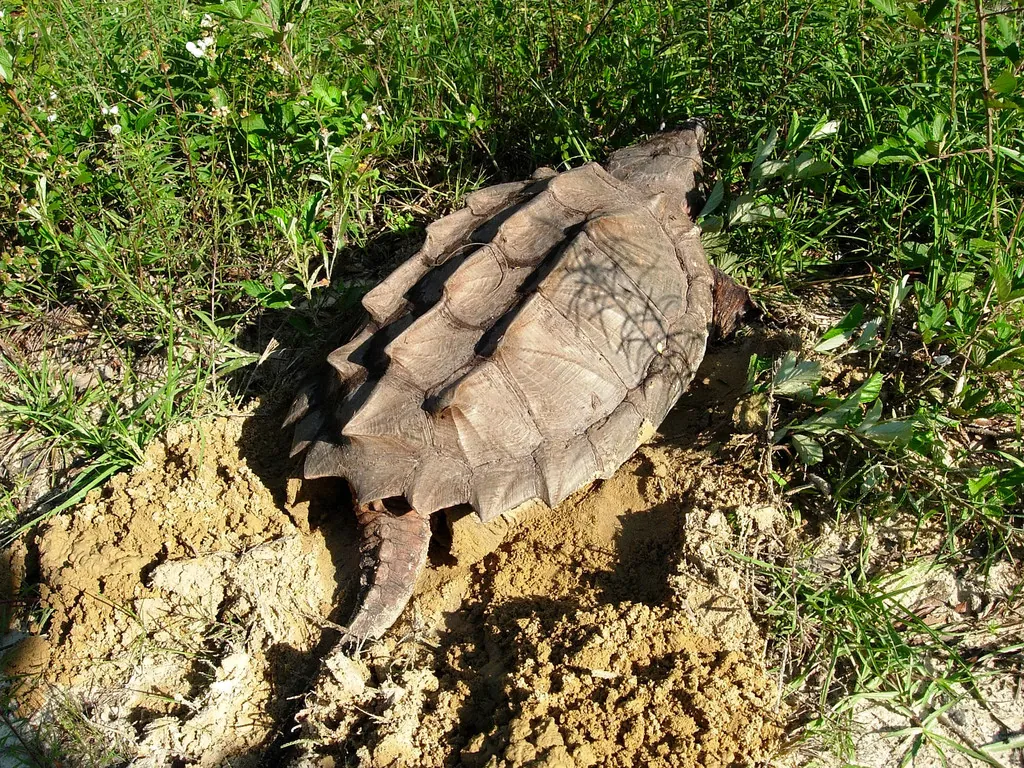 Tartaruga-aligator