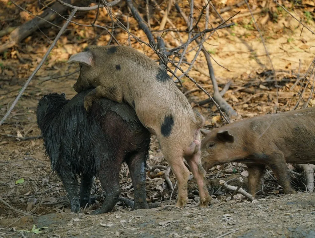 Capivara