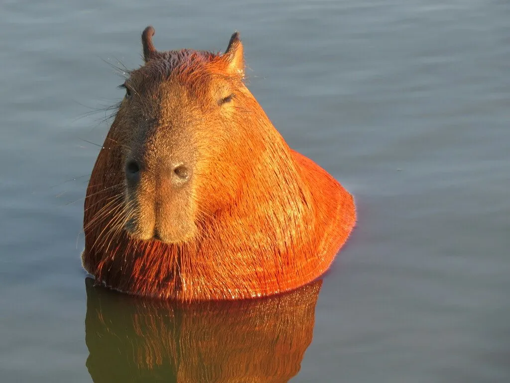 Capivara